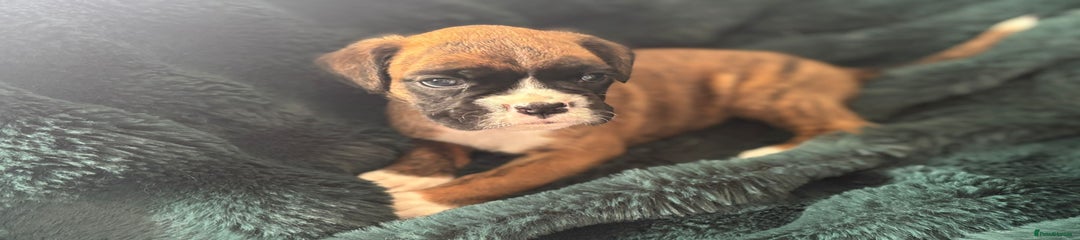 Boxer Puppy 3