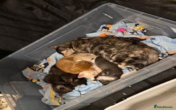 British Shorthair cats for sale: British Shorthair Cross Kittens  - Image 15