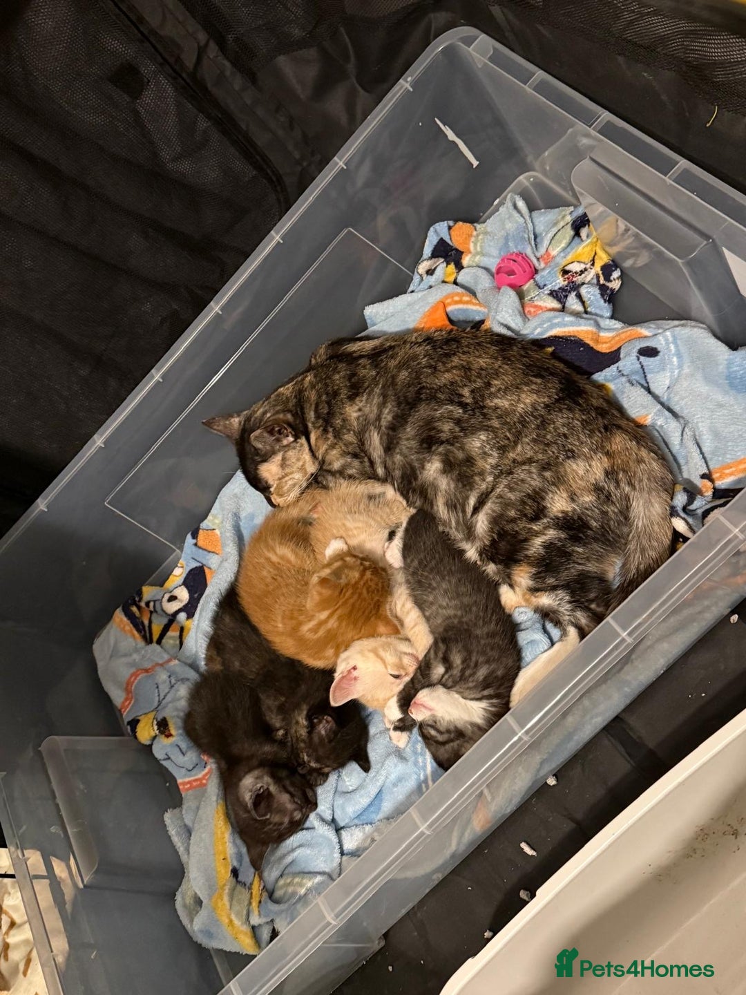 British Shorthair cats for sale: British Shorthair Cross Kittens  - Image 15