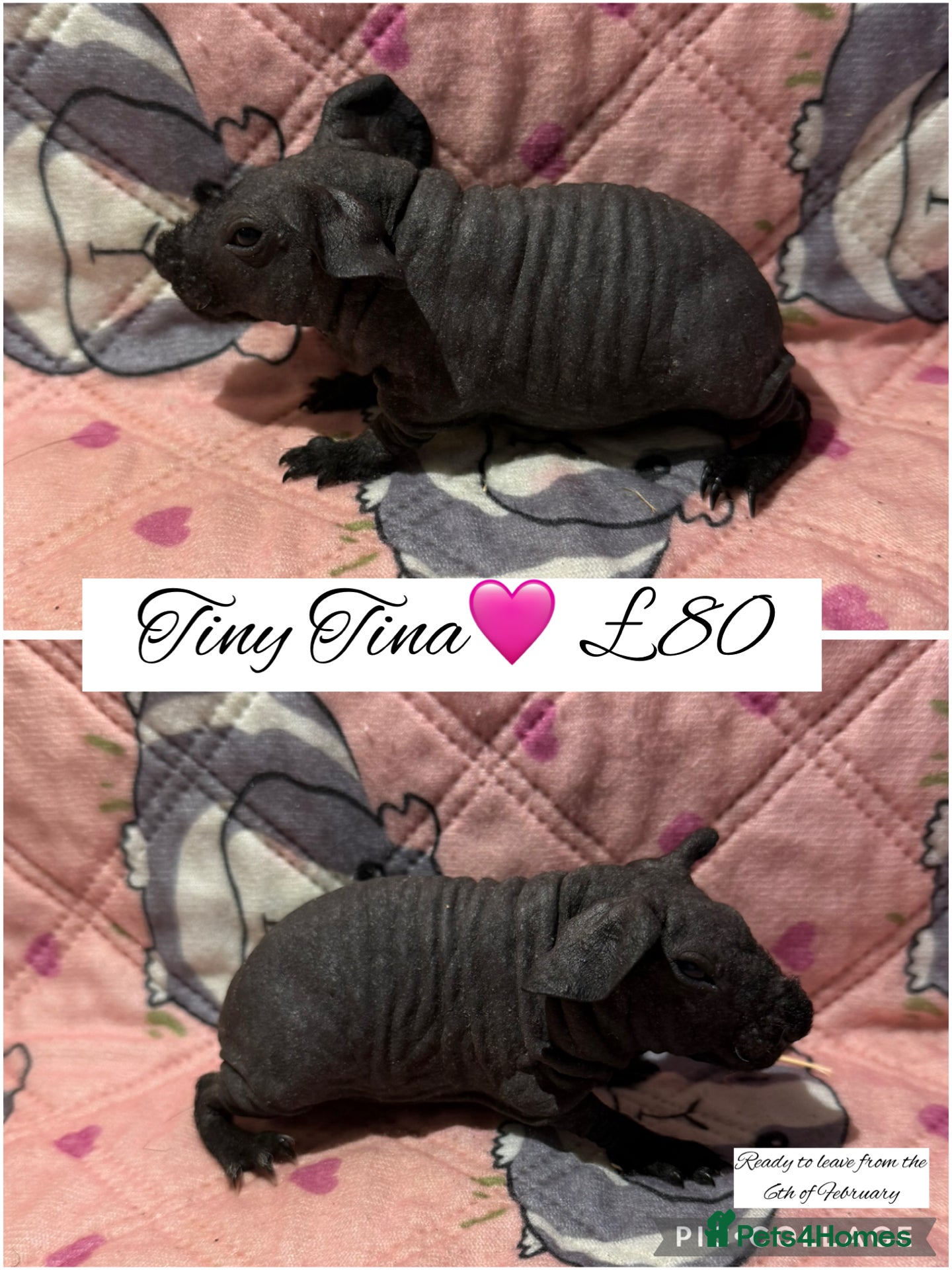 Guinea Pig rodents Skinny pigs  - Advert 4