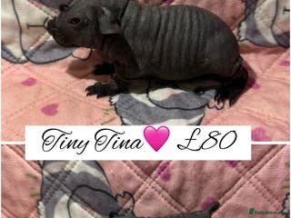 Guinea Pig rodents Skinny pigs - Advert 4
