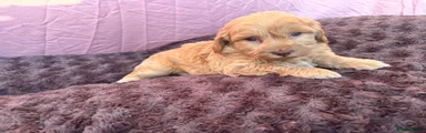 Maltipoo 1