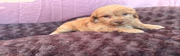 Maltipoo dogs for sale: Our Multipoo fur babies  in Ashford - Advert 8