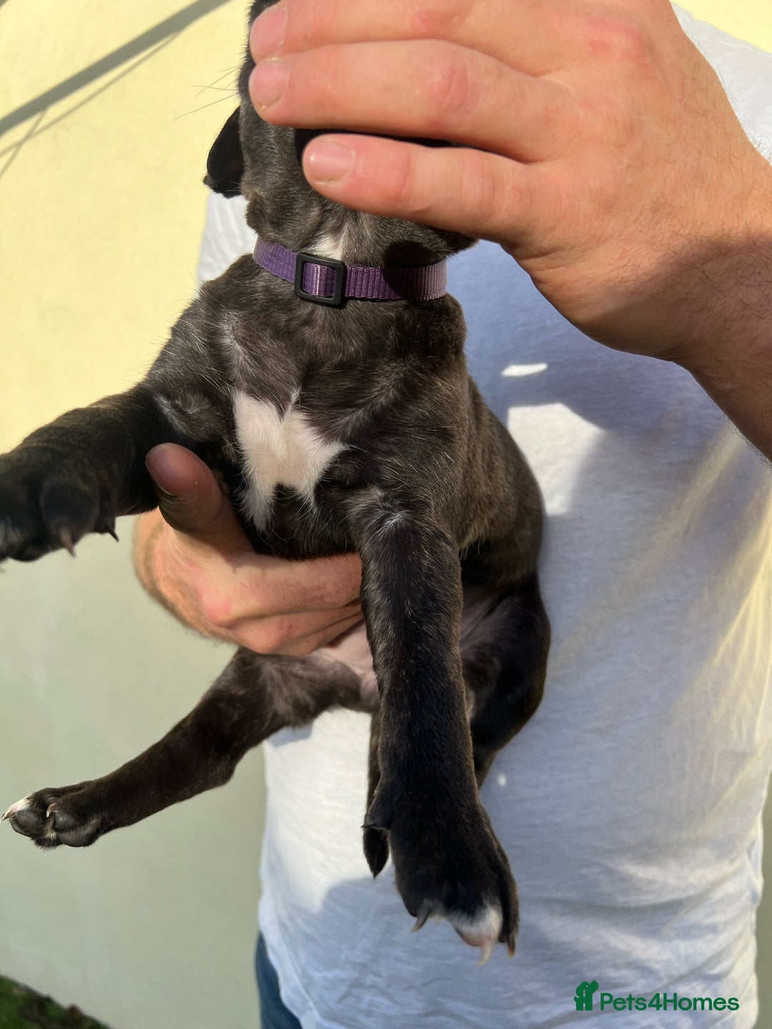 Staffordshire Bull Terrier dogs for sale: Gorgeous black brindle Staffy pups KC - Image 11