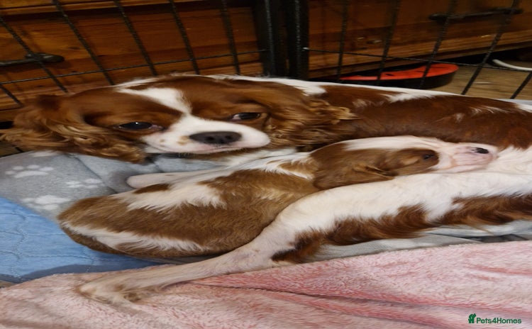 Cavalier King Charles Spaniel dogs - Advert 1