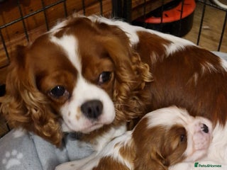 Cavalier King Charles Spaniel dogs - Advert 3
