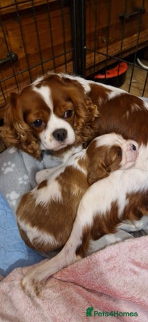 Cavalier King Charles Spaniel dogs - Advert 1
