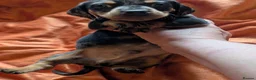 Dachshund dogs for sale: Dappled/Merl Dachshund puppies  - Advert 17