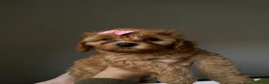 Cavapoo 3