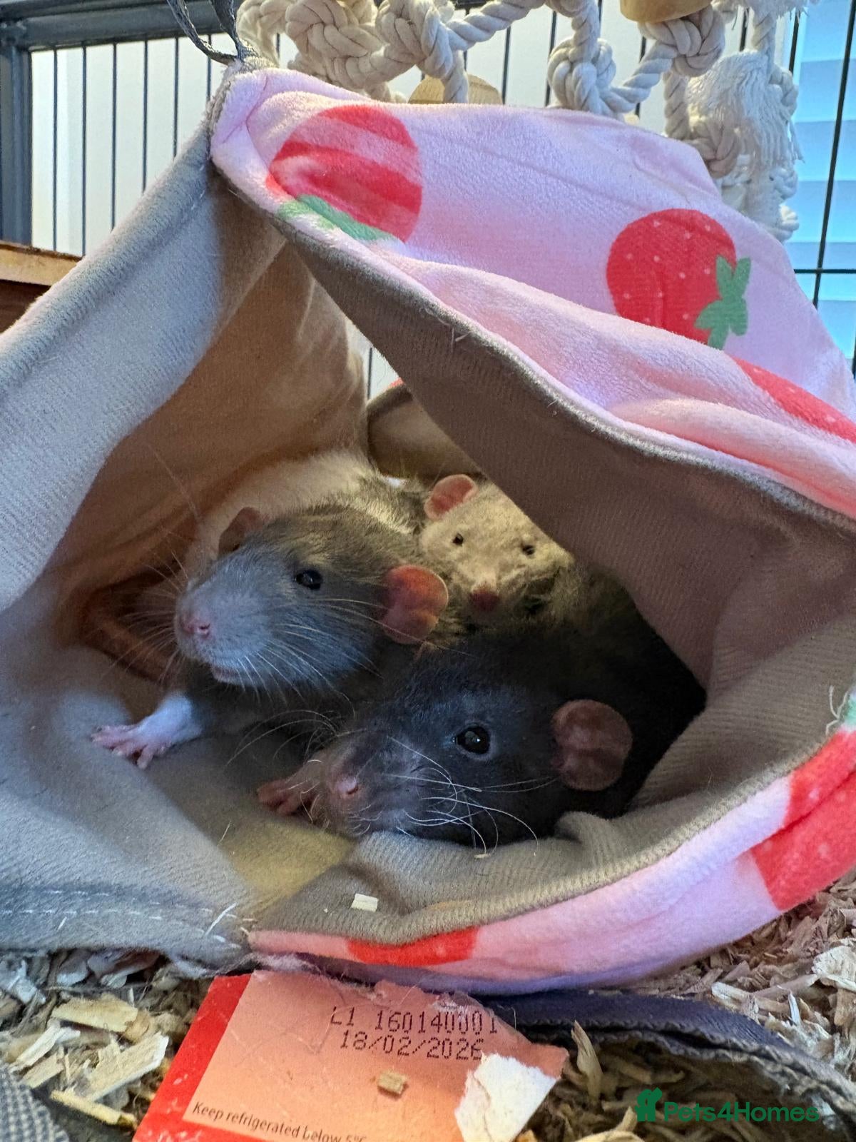 Rat rodents Rats looking for home - Advert 3