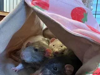 Rat rodents Rats looking for home - Advert 3