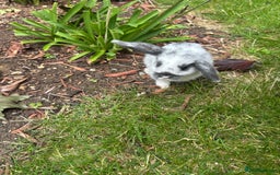 Mini Lop rabbits for sale: Mini lops - Image 1