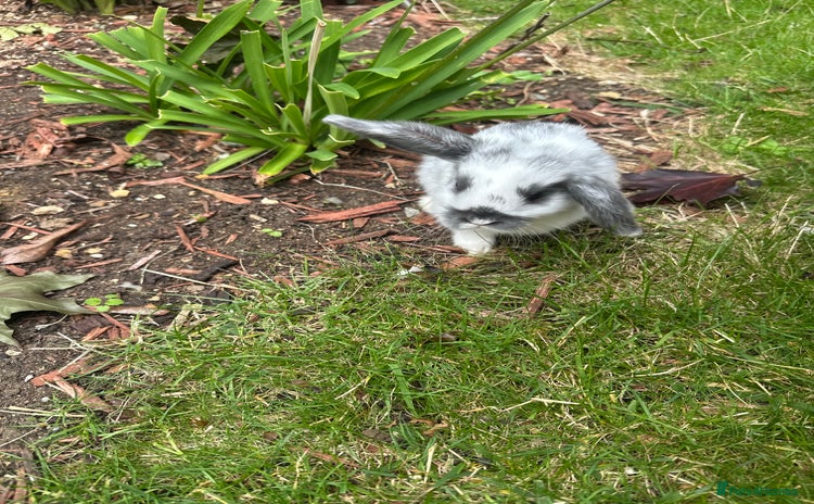 Mini Lop rabbits - Advert 3