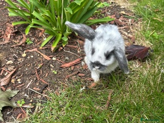 Mini Lop rabbits - Advert 31