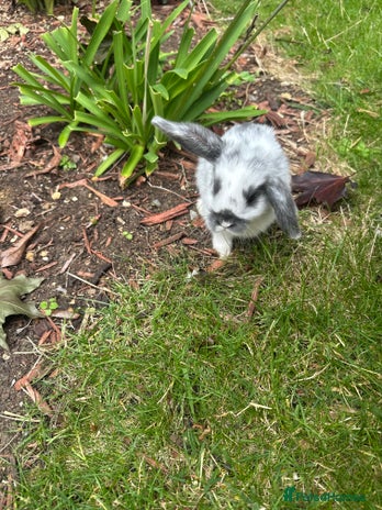 Mini Lop rabbits - Advert 12