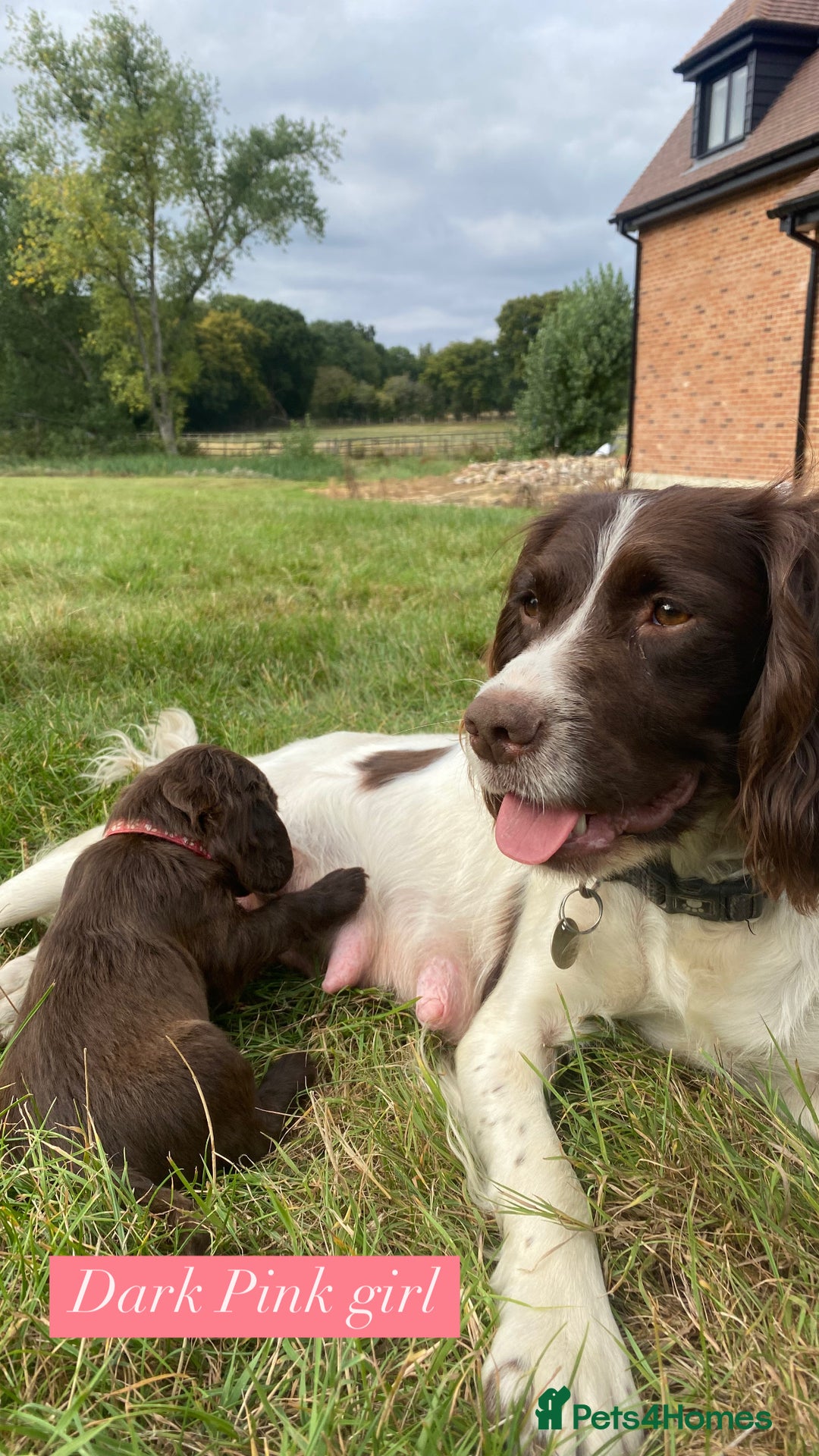 Sprocker dogs for sale: Last 2 girls available chocolate Sprockers - Image 10
