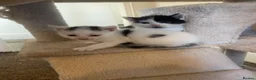 Mixed Breed cats for sale: 3 beautiful confident male kittens  in Huddersfield - Advert 2