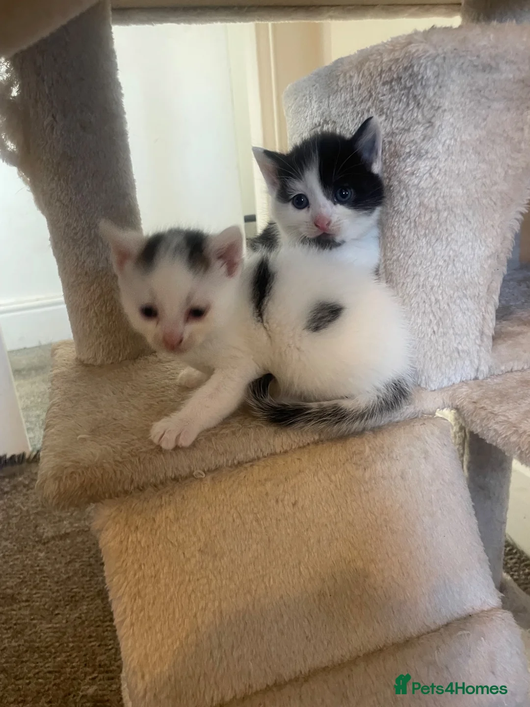 Mixed Breed cats for sale: 3 beautiful confident male kittens  in Huddersfield - Advert 2