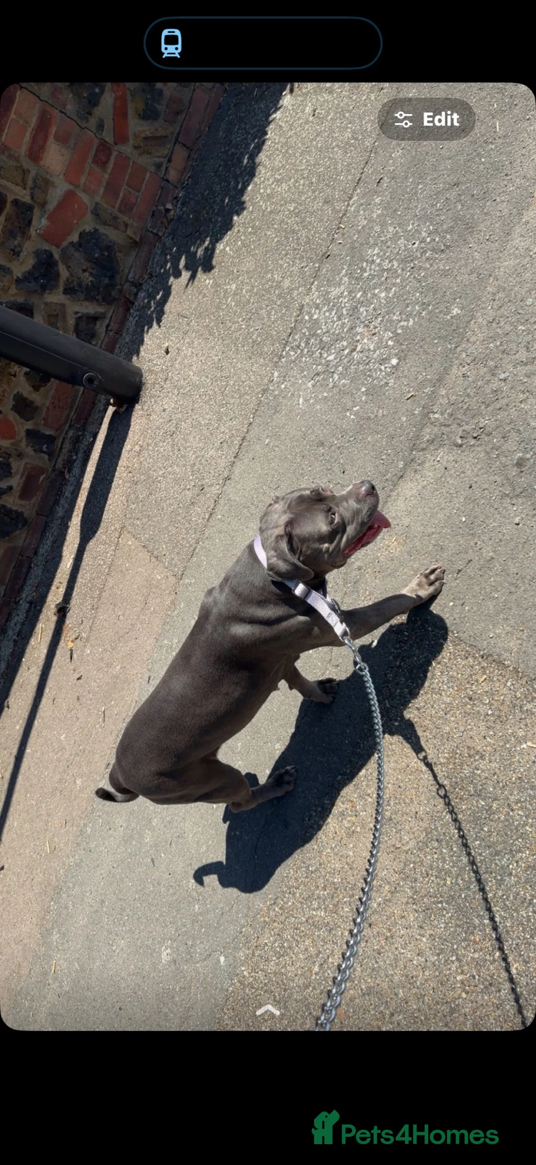 American Bully dogs for sale:  **  to a good family  - Advert 2