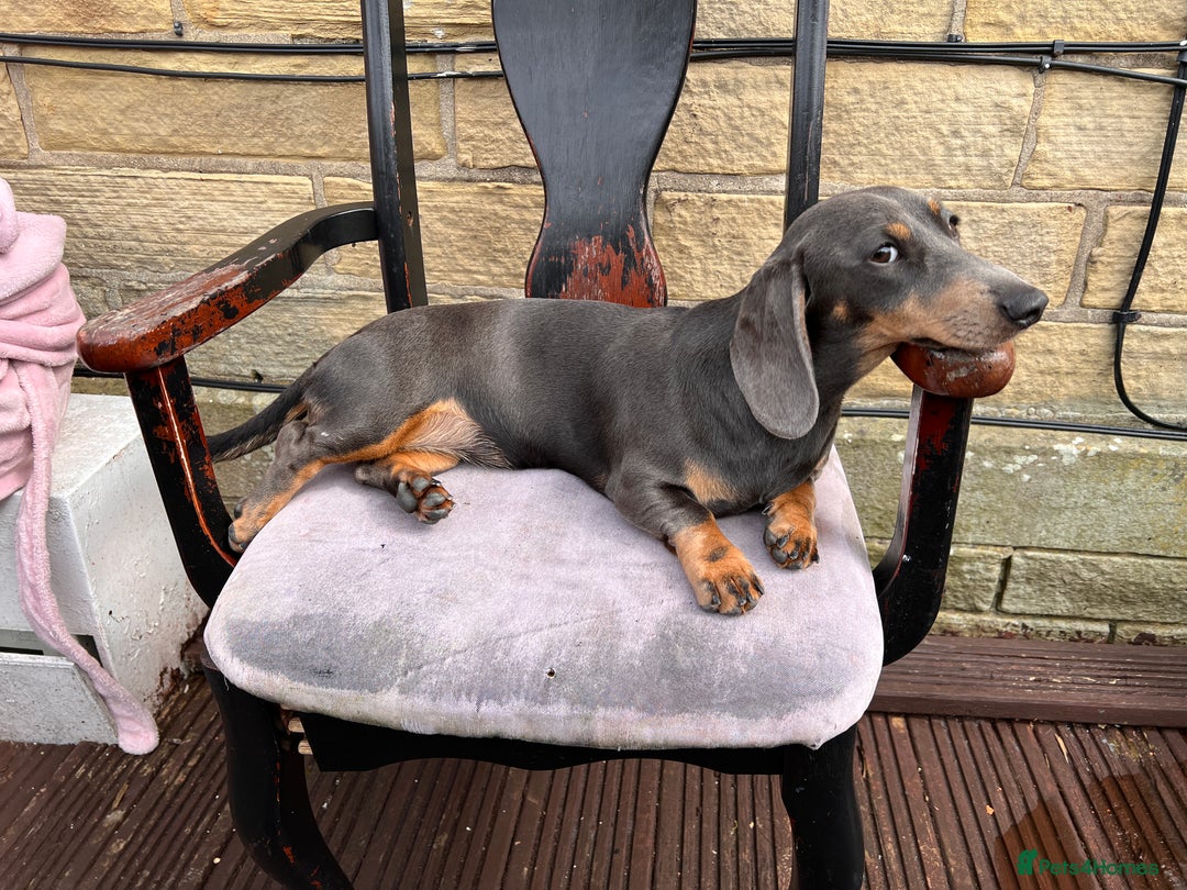 Miniature Dachshund dogs for sale: Miniature Dachshund - Image 8