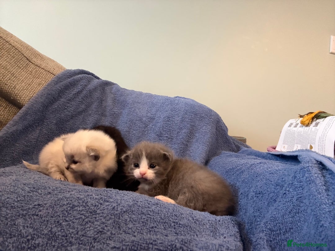 Ragdoll cats for sale: 🐾 Adorable Ragdoll x Maine Coon Kittens 🐾 - Image 13