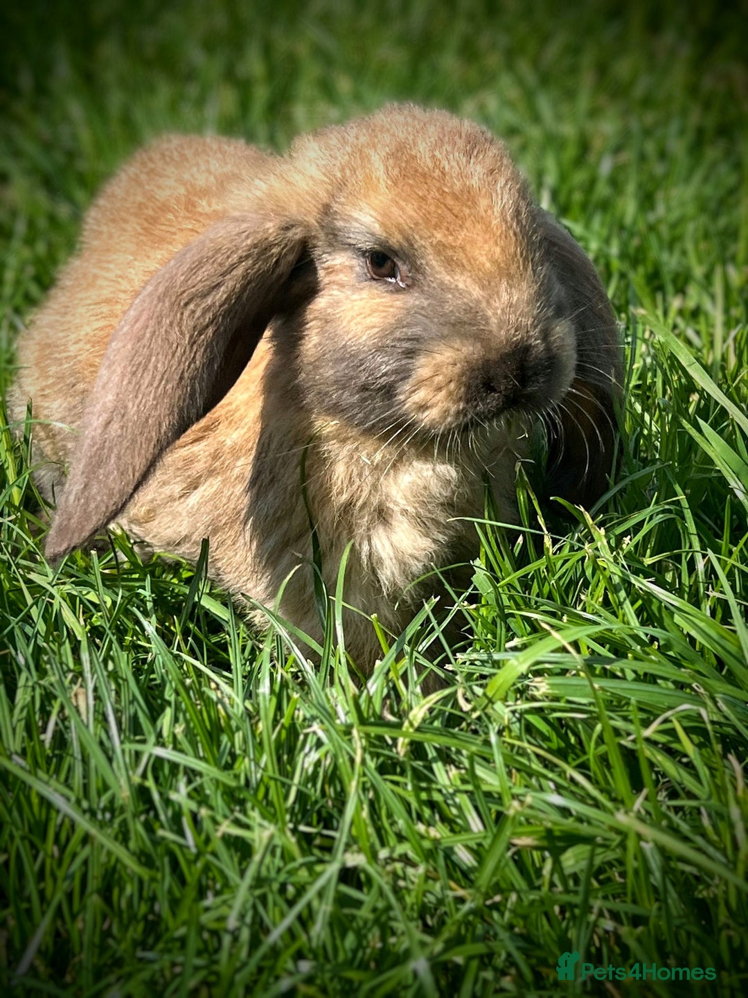 French Lop rabbits for sale: French Lop Rabbits  - Image 1