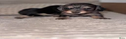 Miniature Dachshund dogs for sale: Miniature long haired dachounds  - Advert 16