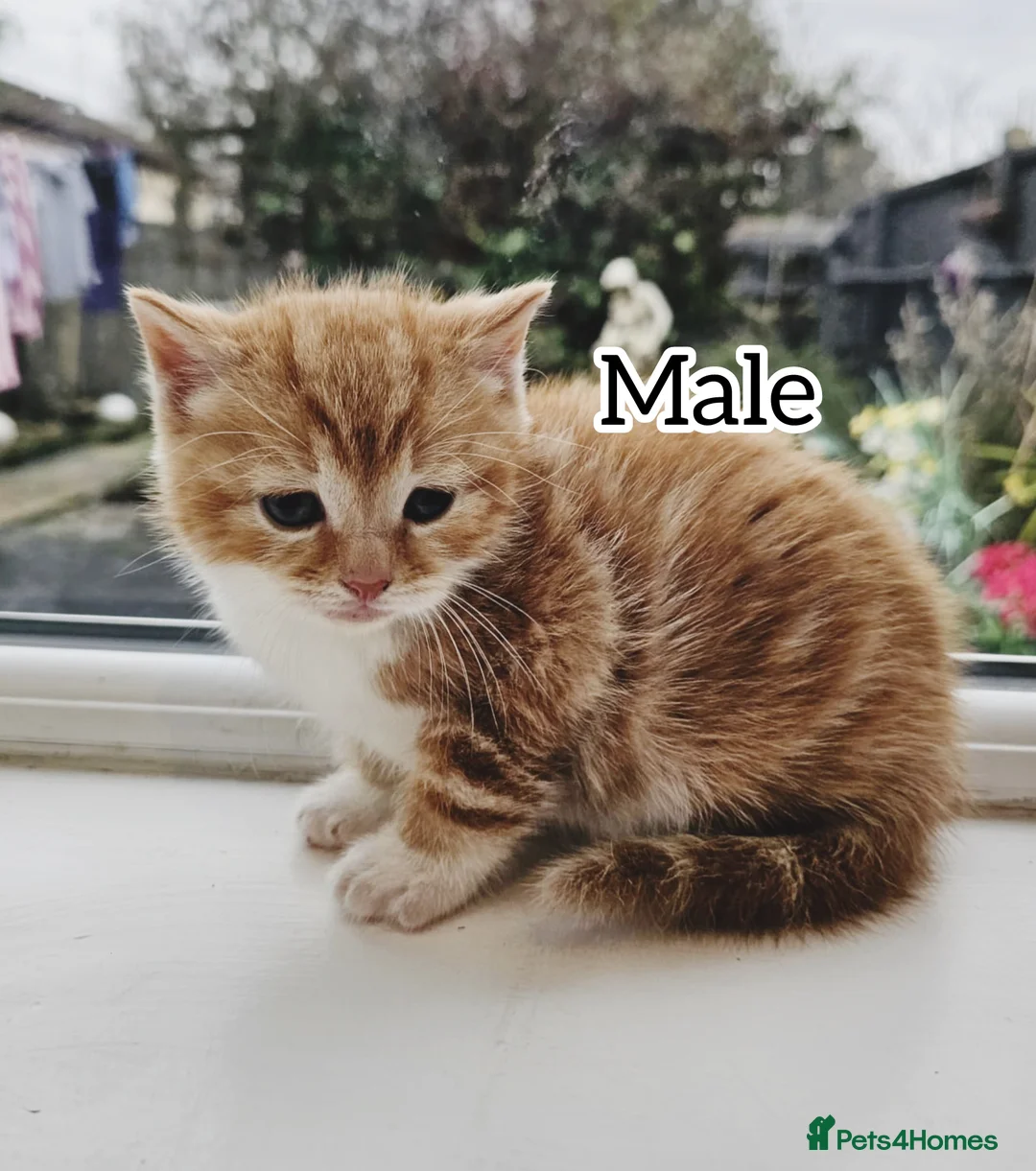 Mixed Breed cats for sale: 5 kittens looking for forever home  - Advert 4