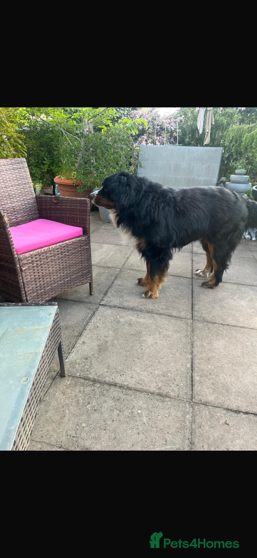Bernese Mountain Dog dogs for sale: Gorgeous Bernese mountain dog male  - Advert 2