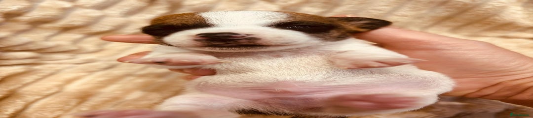Jack Russell Puppy 1