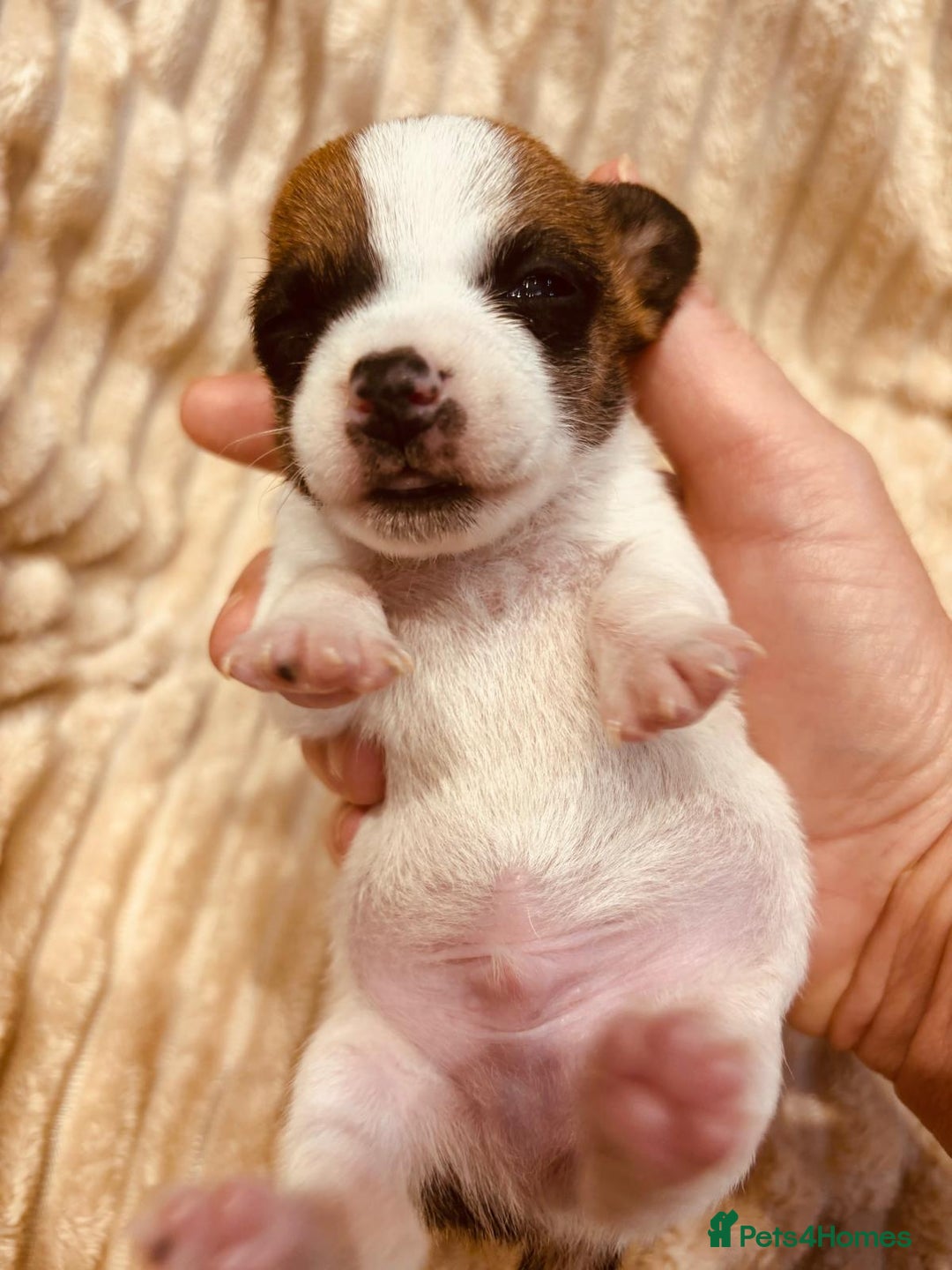 Jack Russell dogs for sale: 5 old-fashioned, rough head Jack Russell Puppies - Image 6