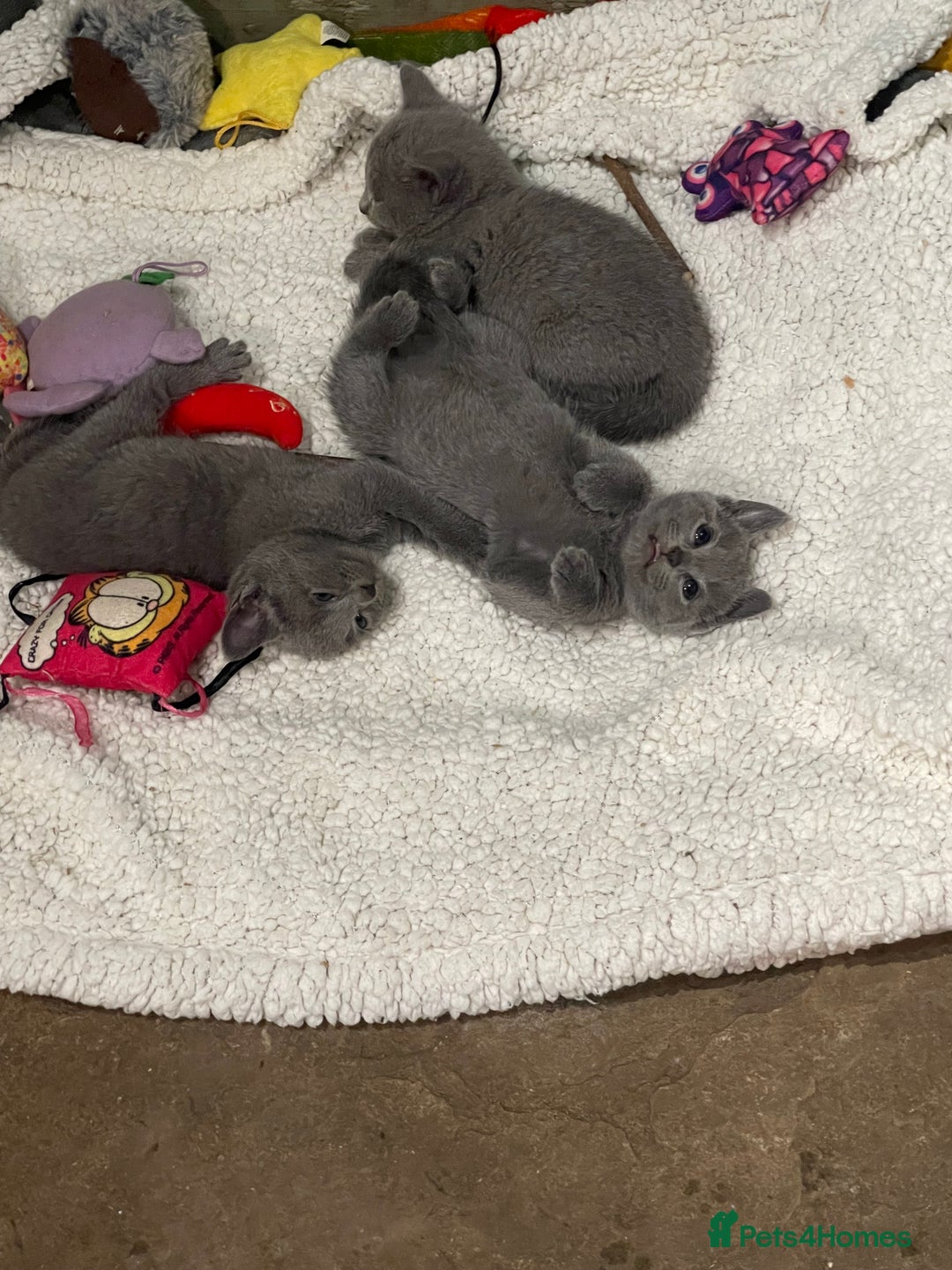 Russian Blue cats for sale: Pure Russian Blue Kittens  - Advert 14