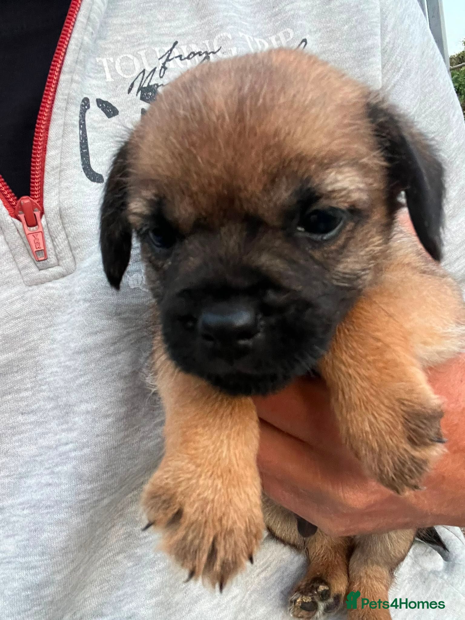 Border Terrier dogs KC registered Border Terrier Puppies - Advert 1