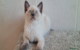 British Shorthair cats for sale: British Blue shorthair, Lilac, Colorpoint Kittens - Image 20