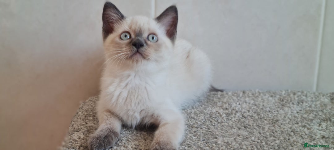 British Shorthair cats for sale: British Blue shorthair, Lilac, Colorpoint Kittens - Image 20