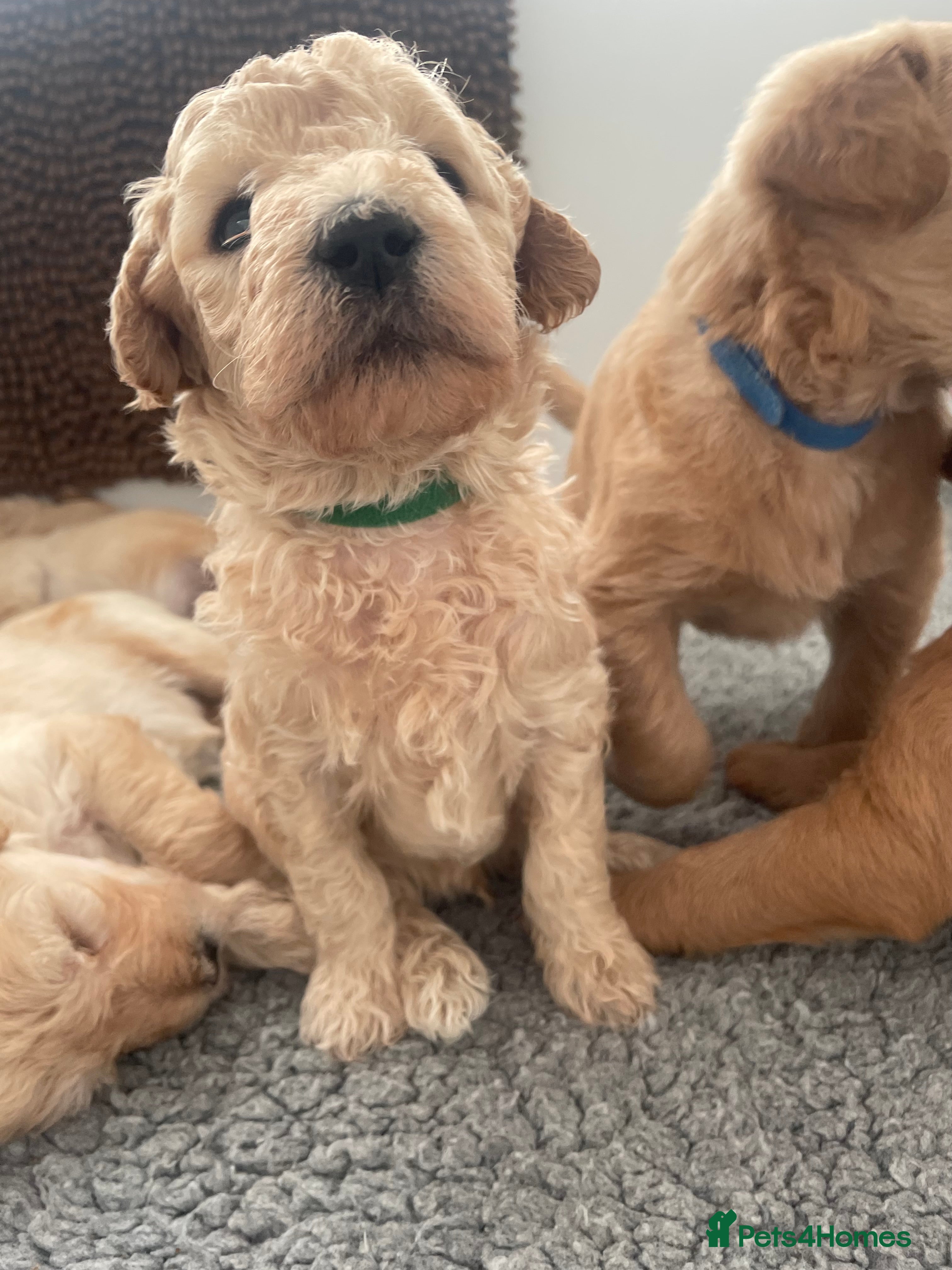 Labradoodle dogs Labradoodle Puppies For Sale - Advert 2