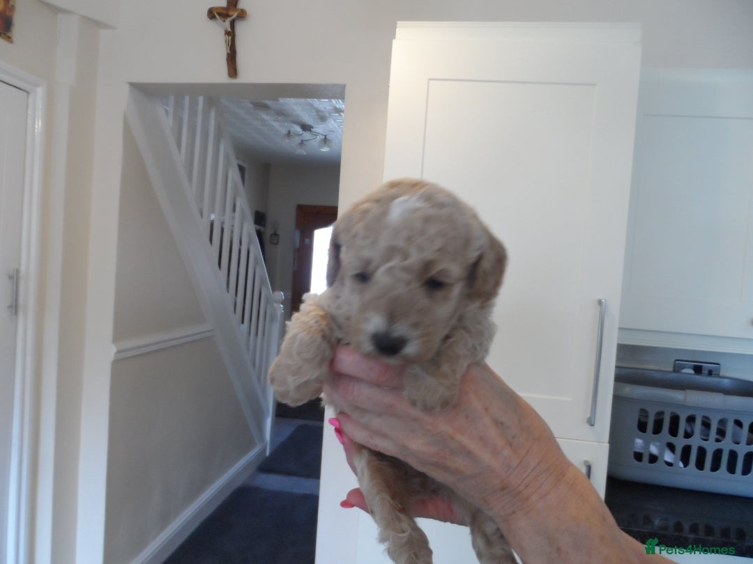 Cavapoo dogs for sale: Quality F1B Cavapoo puppies health tested  - Image 3