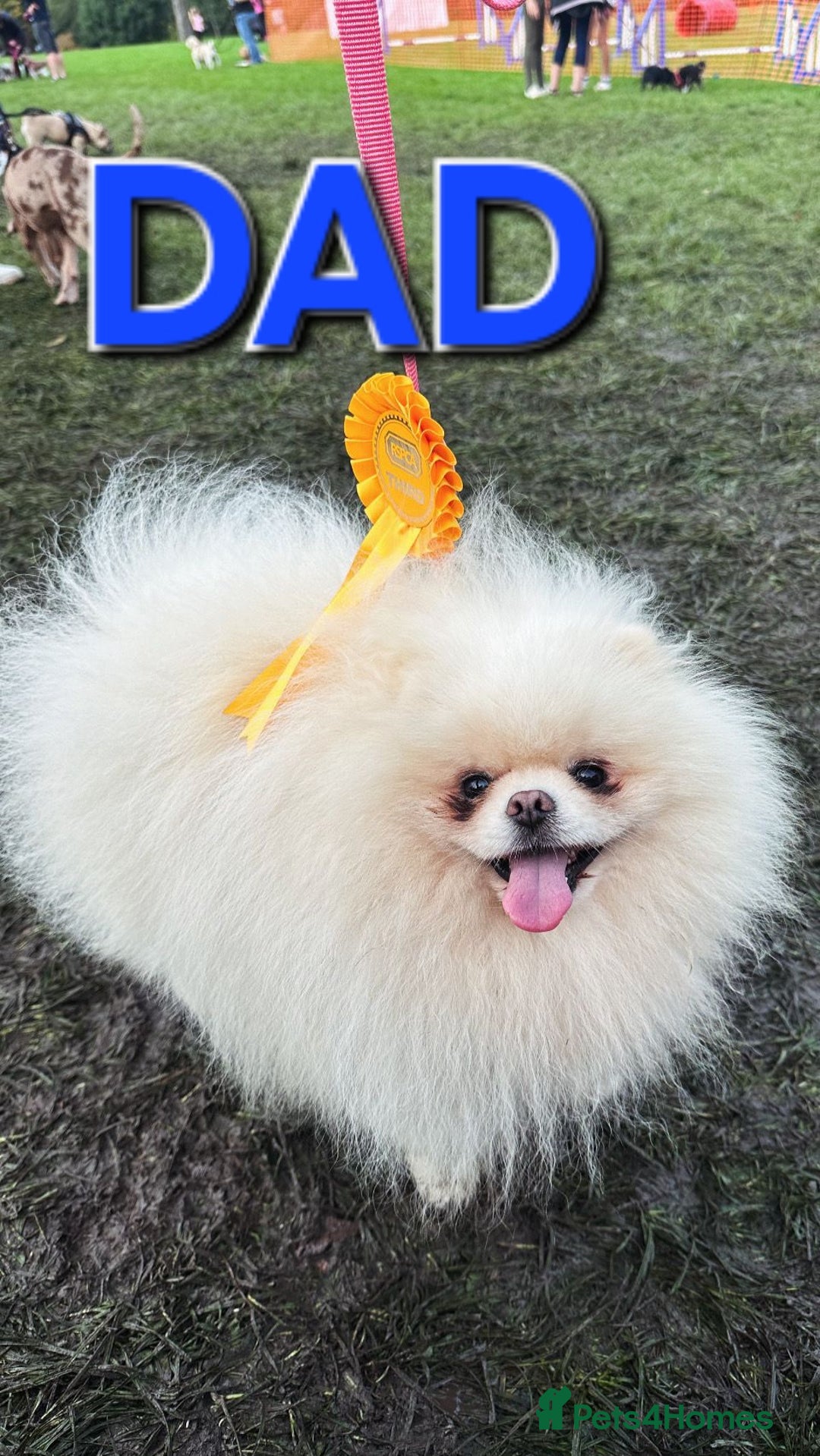 Pomeranian dogs for sale: 🩷 1 girl available white/cream 🩷 - Advert 7