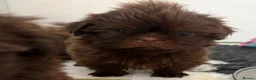 Shih Tzu dogs for sale: Beautiful imperial Shihzu puppies mix of colours  - Advert 7