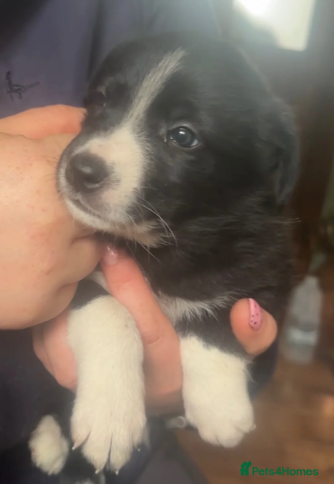Border Collie dogs for sale: 7 Gorgeous Grey Merle Puppies  in Flint - Advert 2