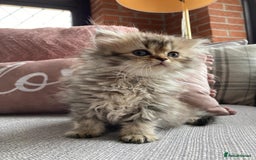 Persian cats for sale: Persian Chinchilla kittens - Image 9