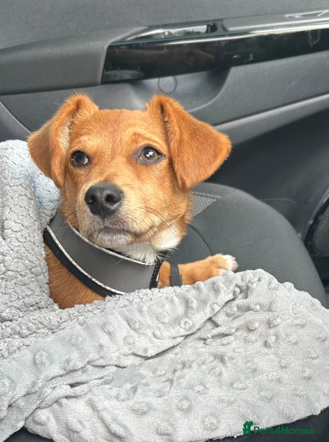 Jackshund dogs for sale: Playful and energetic in Cardiff - Advert 2