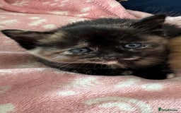 Domestic Shorthair cats for sale: 🐾Sorry….All REHOMED now 🥰 🐾 - Advert 39