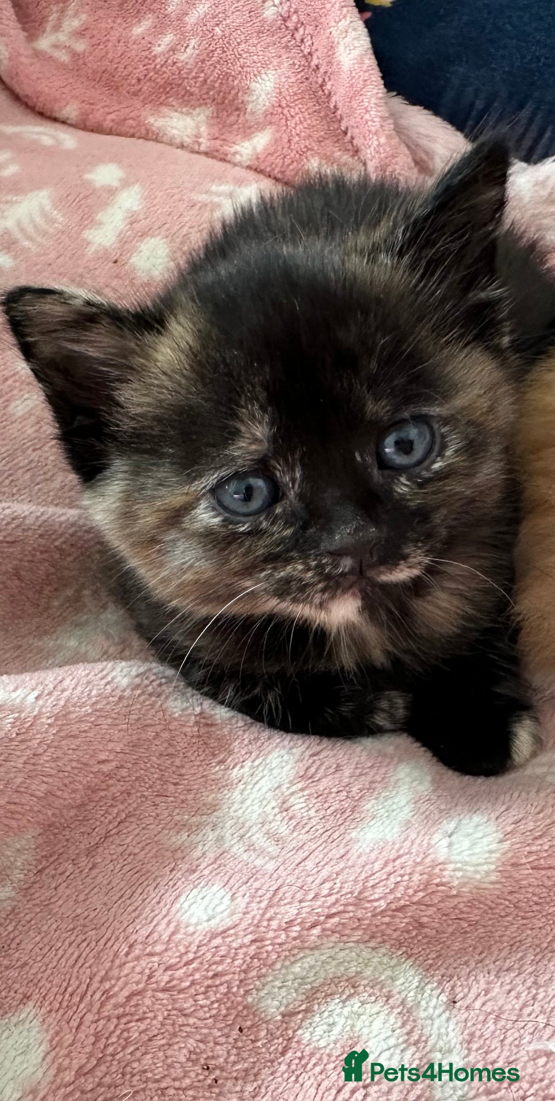 Domestic Shorthair cats for sale: 🐾Sorry….All REHOMED now 🥰 🐾 - Advert 39