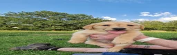 Labrador Retriever dogs for sale: 5 beautiful labrador pups looking forever homes  - Advert 7