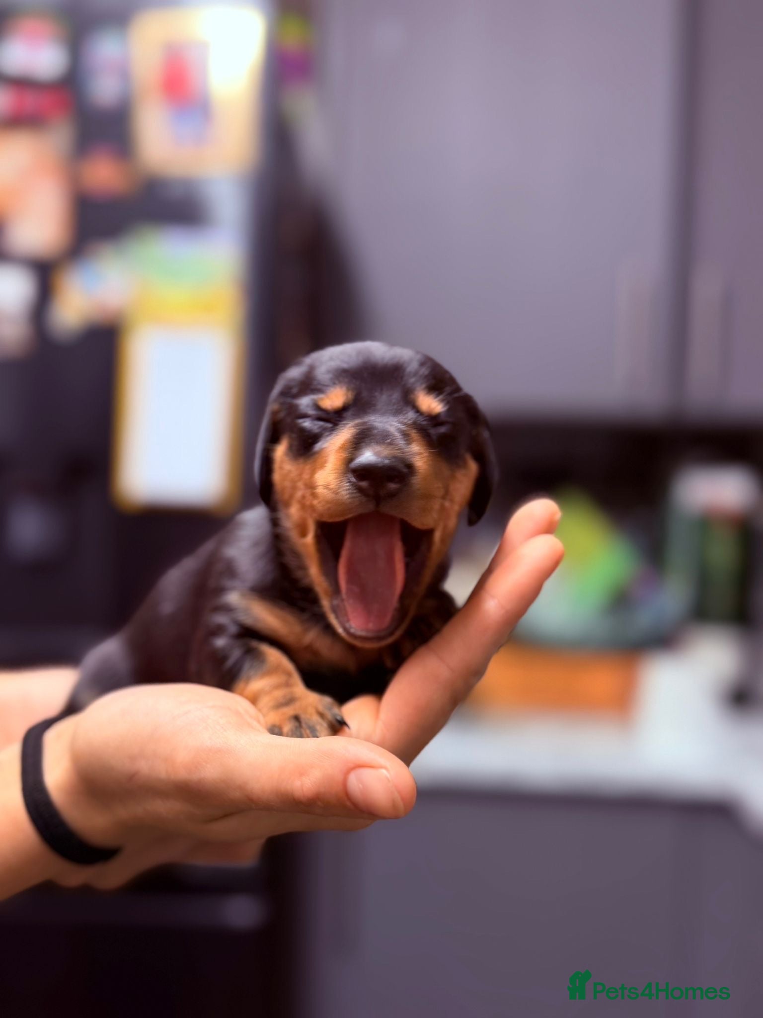 Miniature Dachshund dogs Miniature dachshund puppies - Advert 5