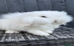 Mini Lion Lop rabbits for sale: Beautiful Blue Eyed TeddyWidder Boy - Image 2