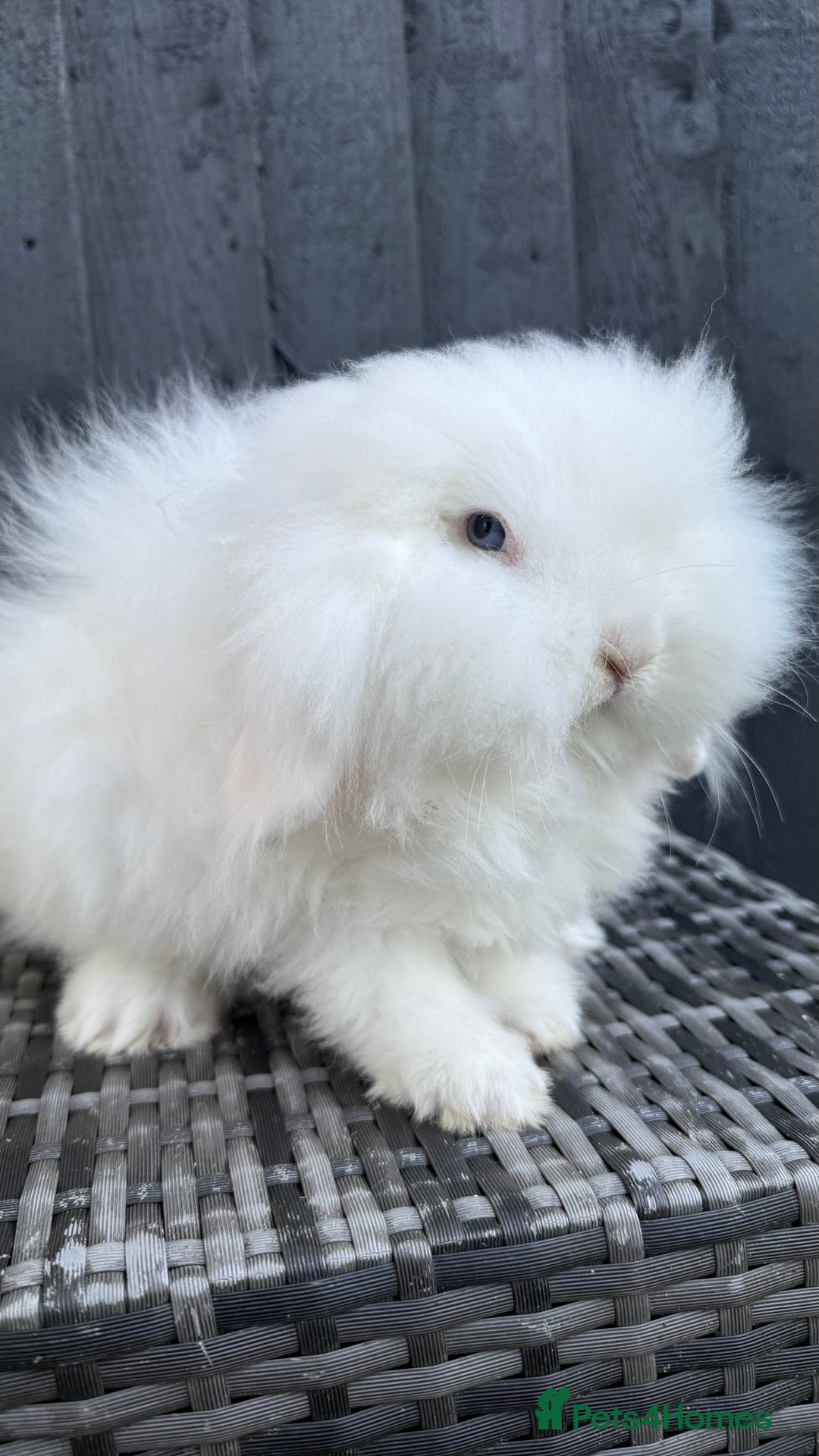 Mini Lion Lop rabbits for sale: Beautiful Blue Eyed TeddyWidder Boy - Image 2