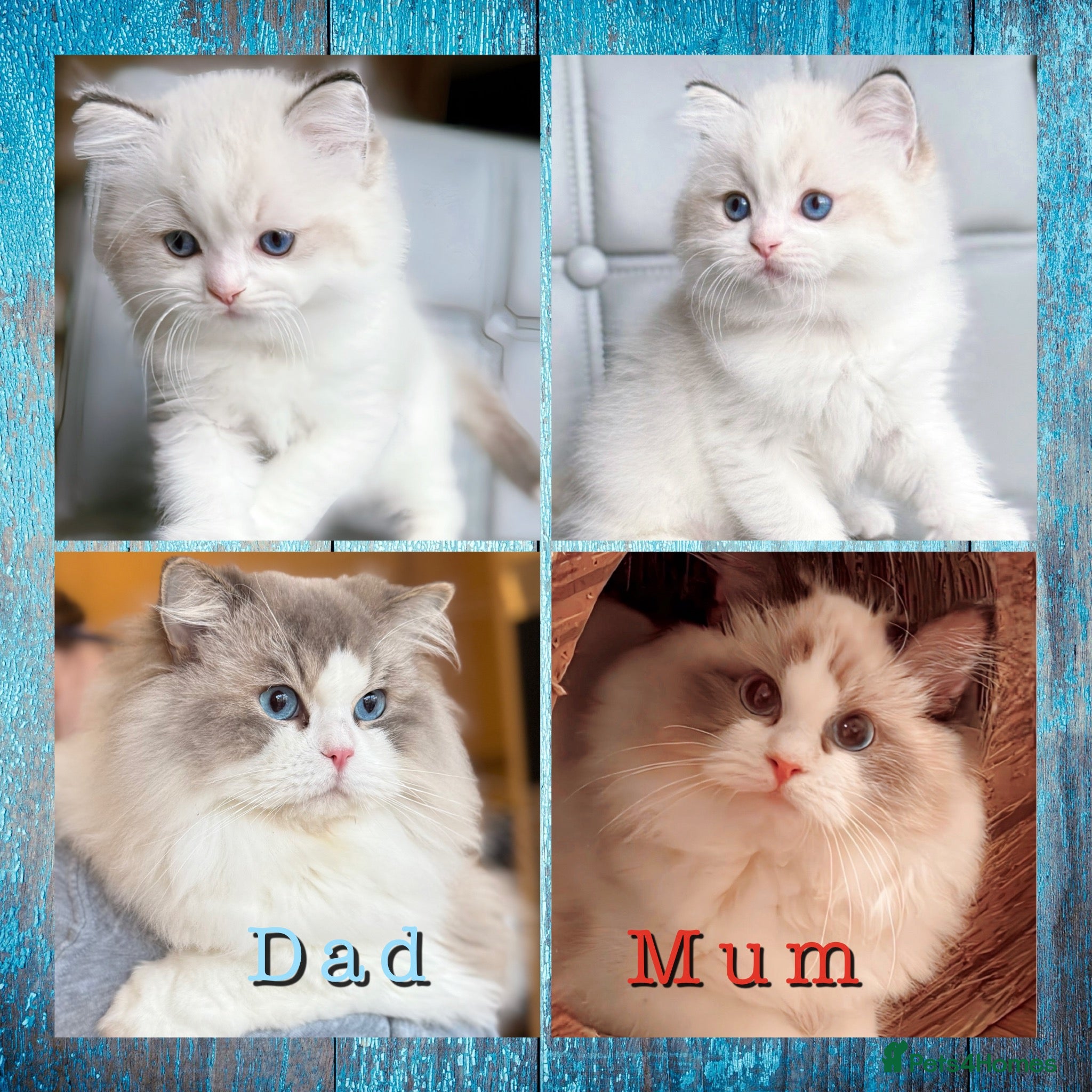 Ragdoll cats DNA Tested Ragdoll Kitten 1 Male Available  - Advert 4