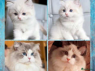 Ragdoll cats DNA Tested Ragdoll Kitten 1 Male Available - Advert 15